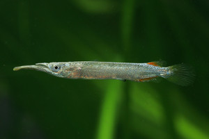 Dermogenys siamensis