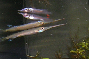 Hemirhamphodon pogonognathus