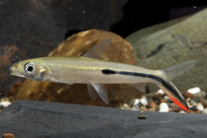 Hemiodus gracilis