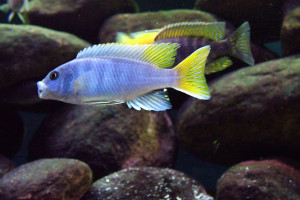 ZZ Pseudotropheus sp "acei"