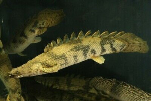 Polypterus endlicherii