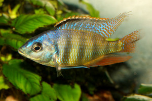 Haplochromis johnstoni