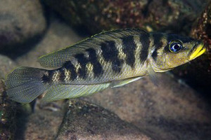 Neolamprologus fasciatus