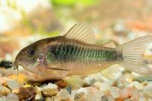 Corydoras schultzei