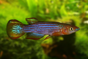 Epiplatys lamottei