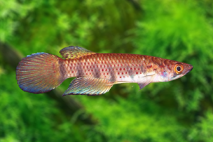 Epiplatys sexfasciatus sexfasciatus