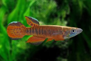 Epiplatys roloffi