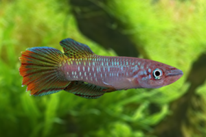 Epiplatys fasciolatus