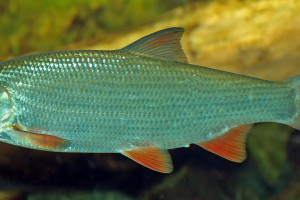 Chondrostoma nasus