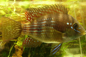 Gymnogeophagus terrapurpura