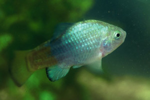 Cyprinodon macularius